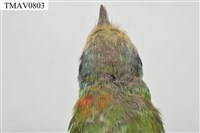 五色鳥藏品圖，第18張